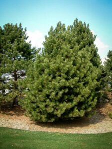 Сосна Чёрная (Pinus Nigra) купить по цене от 270.00р. в интернет-магазине «Посадика» с доставкой почтой в в Осташкове и по всей России – [изображение №1].