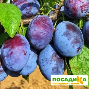 Слива Чачакская ранняя купить по цене от 229.00р. в интернет-магазине «Посадика» с доставкой почтой в в Осташкове и по всей России – [изображение №1].