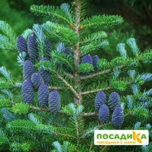 Пихта корейская (Abies koreana) купить по цене от 450.00р. в интернет-магазине «Посадика» с доставкой почтой в в Осташкове и по всей России – [изображение №1].