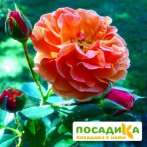 Роза Арабия купить по цене от 350.00р. в интернет-магазине «Посадика» с доставкой почтой в в Осташкове и по всей России – [изображение №1].