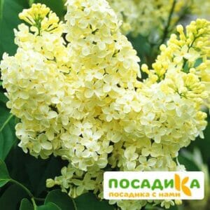 Сирень Примроуз (Primrose) купить по цене от 529.00р. в интернет-магазине «Посадика» с доставкой почтой в в Осташкове и по всей России – [изображение №1].