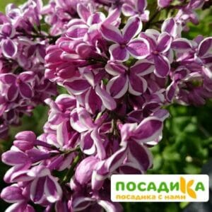 Сирень Сенсация купить по цене от 529.00р. в интернет-магазине «Посадика» с доставкой почтой в в Осташкове и по всей России – [изображение №1].