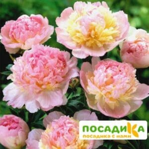 Пион Распберри Сандей (Paeonia Raspberry Sundae) купить по цене от 959р. в интернет-магазине «Посадика» с доставкой почтой в в Осташкове и по всей России – [изображение №1].