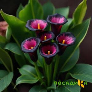 Калла Аура Лейс купить по цене от 400р. в интернет-магазине «Посадика» с доставкой почтой в в Осташкове и по всей России – [изображение №1].