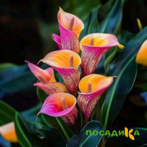 Калла Оникс купить по цене от 450р. в интернет-магазине «Посадика» с доставкой почтой в в Осташкове и по всей России – [изображение №1].