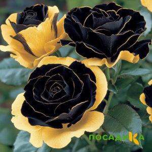 Роза Ханни Сикл купить по цене от 700р. в интернет-магазине «Посадика» с доставкой почтой в в Осташкове и по всей России – [изображение №1].