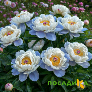 Пион акварельный Этюд купить по цене от 806р. в интернет-магазине «Посадика» с доставкой почтой в в Осташкове и по всей России – [изображение №1].