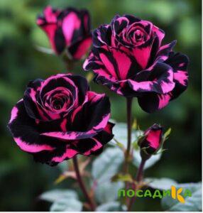 Роза Багровый Шепот купить по цене от 366р. в интернет-магазине «Посадика» с доставкой почтой в в Осташкове и по всей России – [изображение №1].