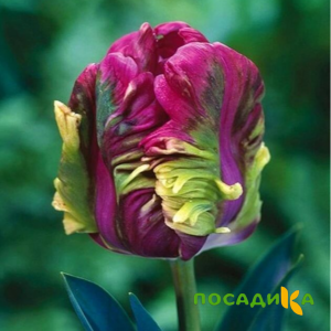 Тюльпан Экзотик Хэвен купить по цене от 186р. в интернет-магазине «Посадика» с доставкой почтой в в Осташкове и по всей России – [изображение №1].